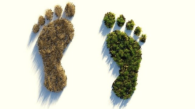 7 Easy Ways to Reduce Your Carbon Footprint