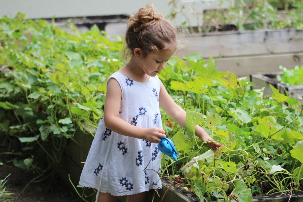 A little girl in a white dress watering some plants beside her.