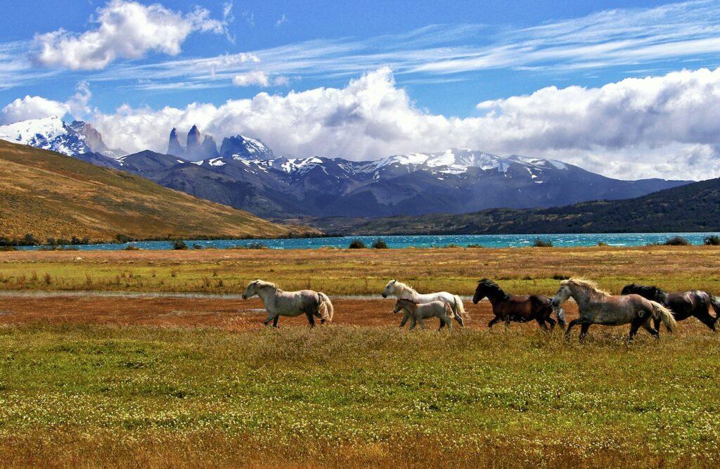 Wild horses running next to a lake.