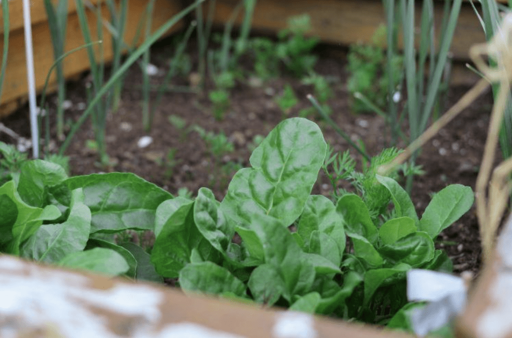 Getting Involved in Urban Farming and Green Spaces After Your Move
