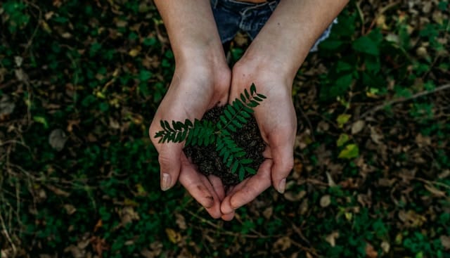  Person holding a plant 