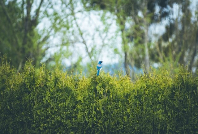 A bird on a shrub