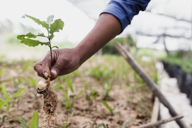 A person planting a tree 