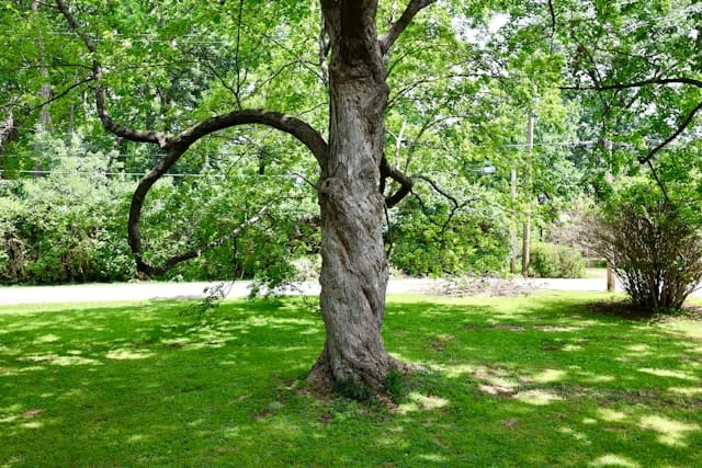 A tree on a lawn 