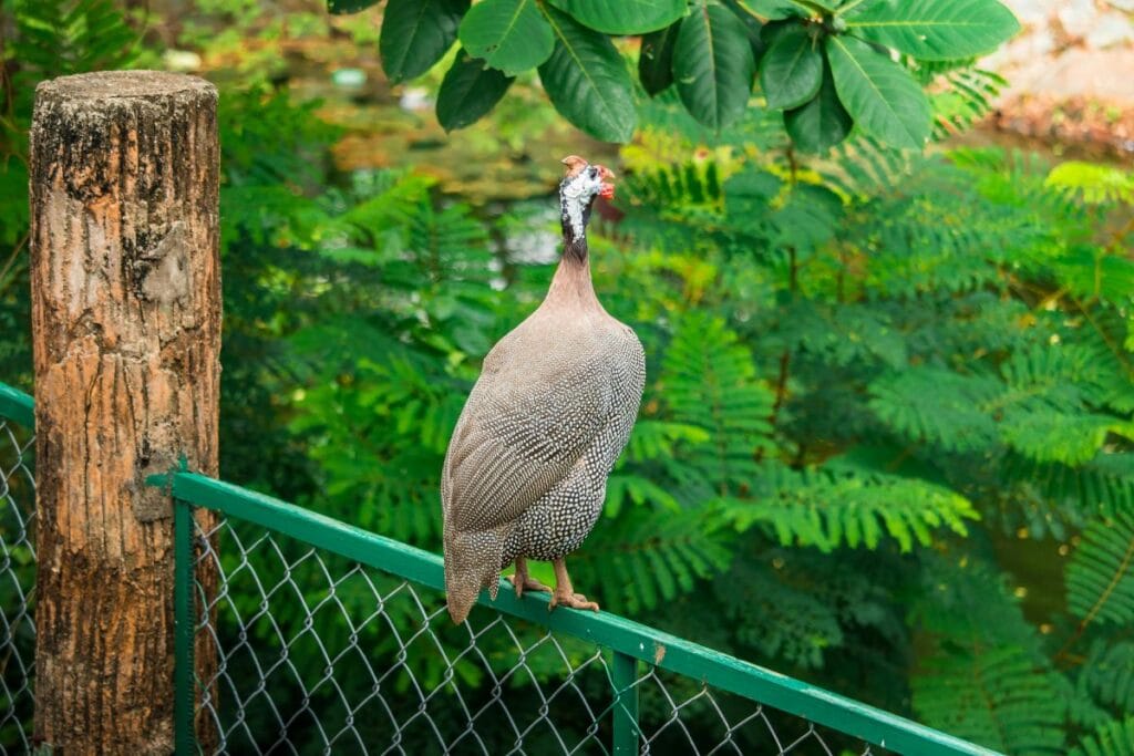 Fowl perched on fence