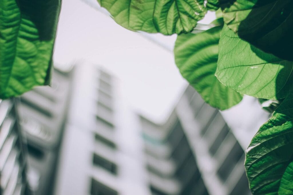 Leaves and a building